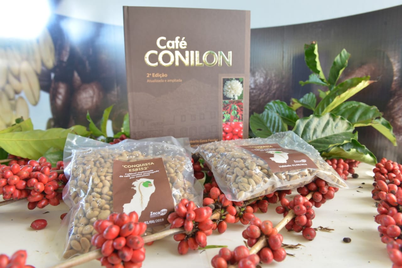 Governo ES - ‘Conquista ES8152’: nova cultivar de café conilon é ...